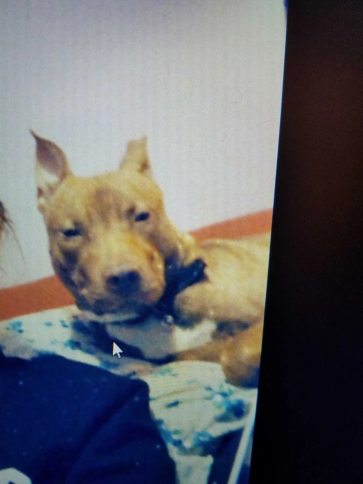 Lost dog in Staten Island, NY, 10310