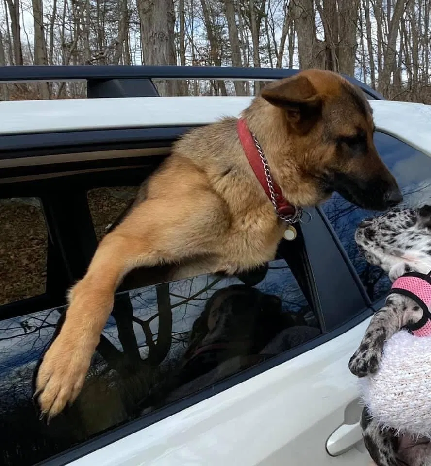 Lost dog in Briarcliff Manor, NY, 10510
