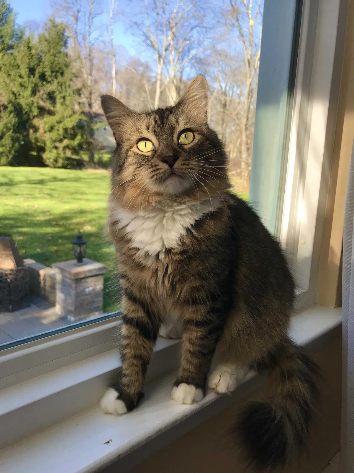 Lost cat in Mahopac, NY, 10541