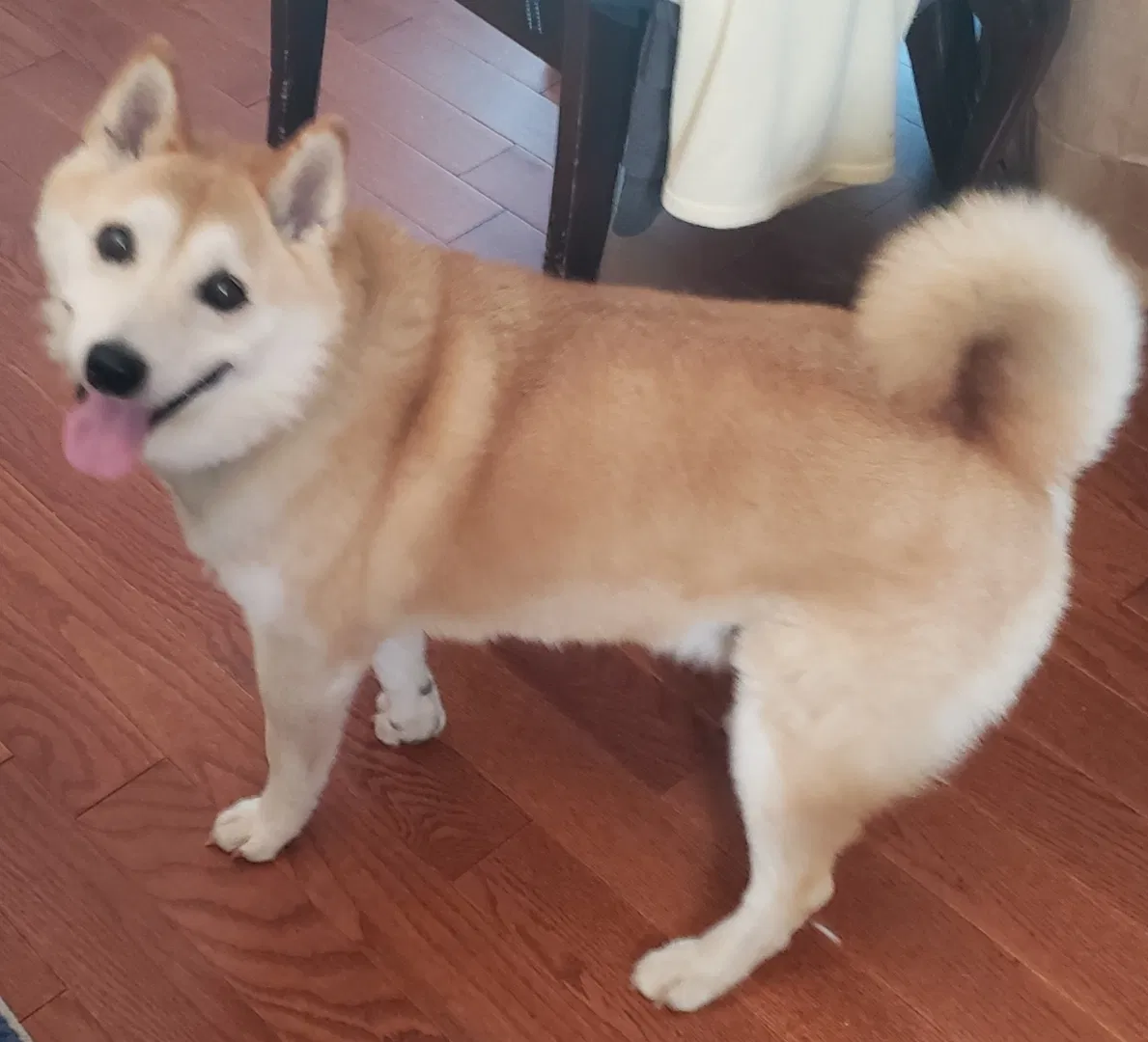 Lost dog in Pikesville, MD, 21208