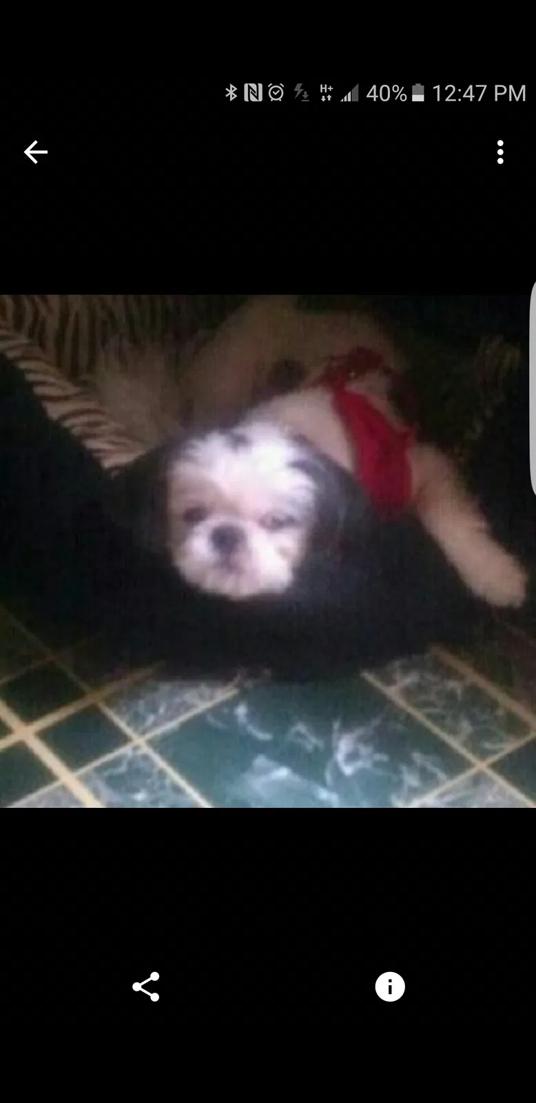 Lost dog in Newark, NJ, 7104