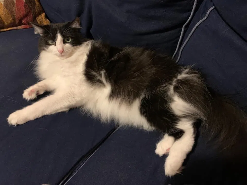 Lost cat in Winston Salem, NC, 27107