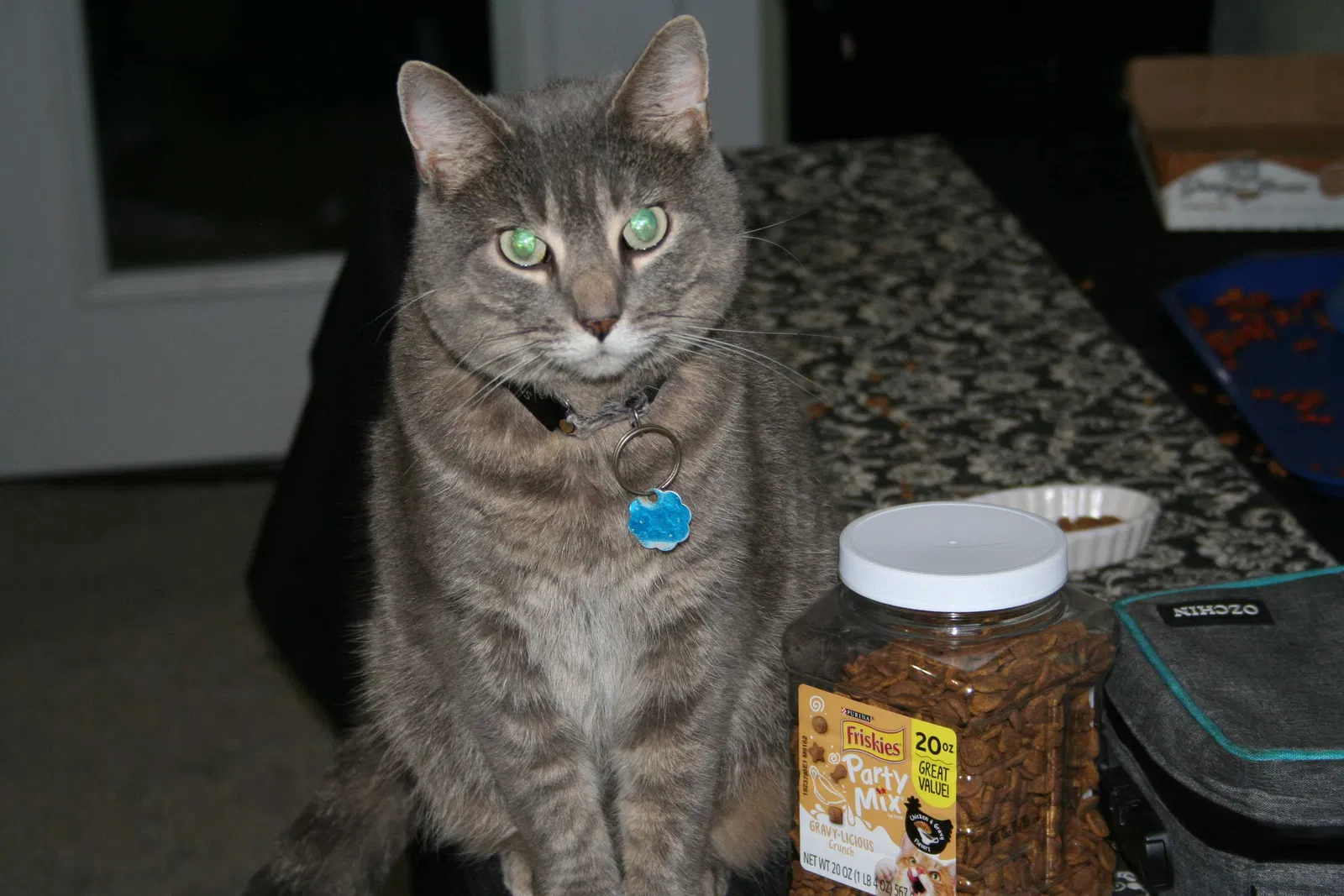 Lost cat in Crestline, CA, 92325