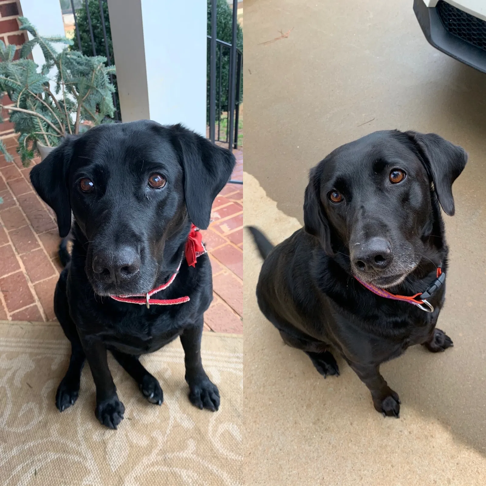 Lost dog in Roebuck, SC, 29376