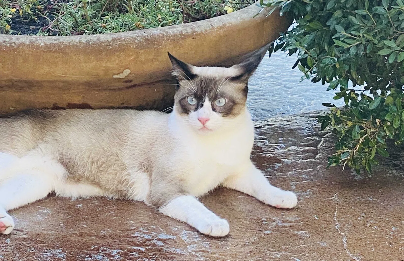 Lost cat in The Colony, TX, 75056