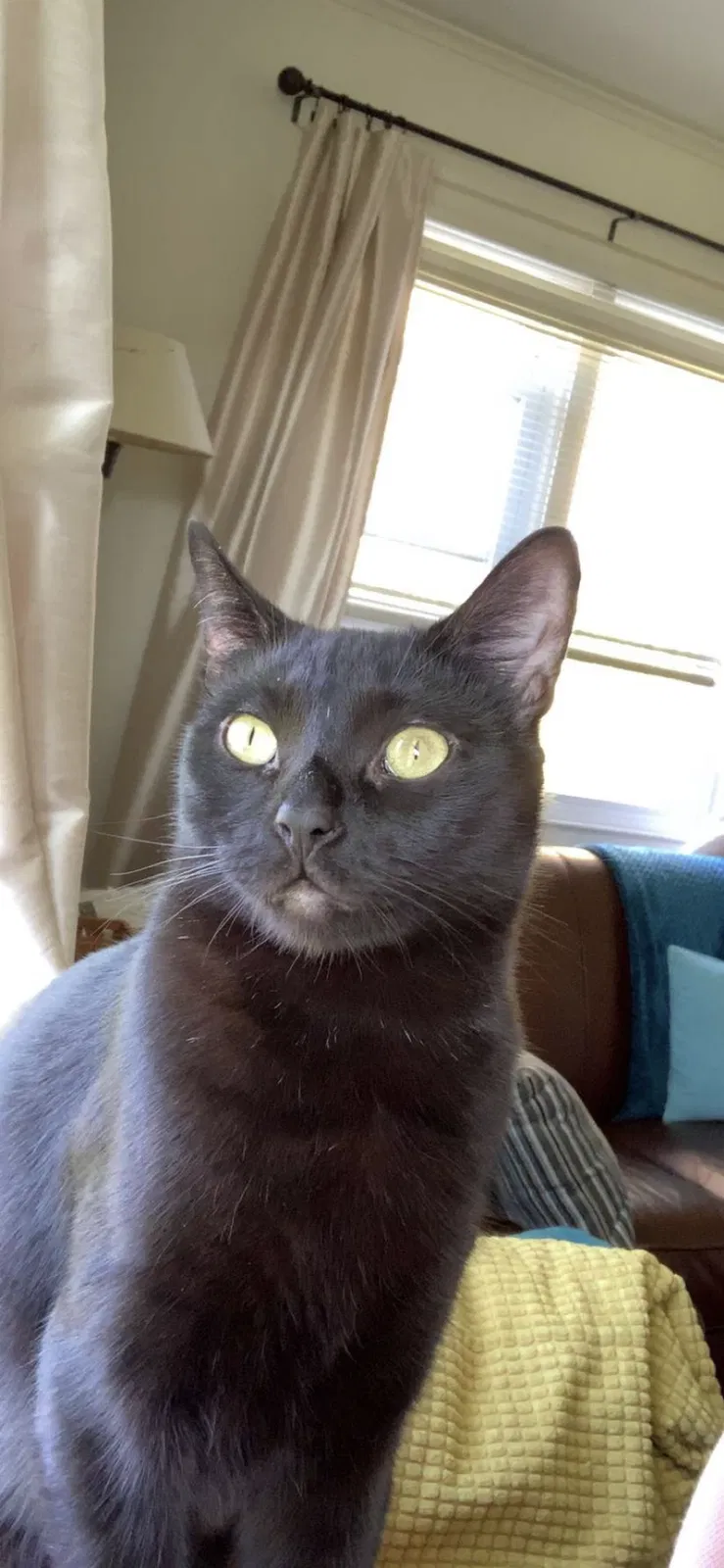 Lost cat in Coxsackie, NY, 12051