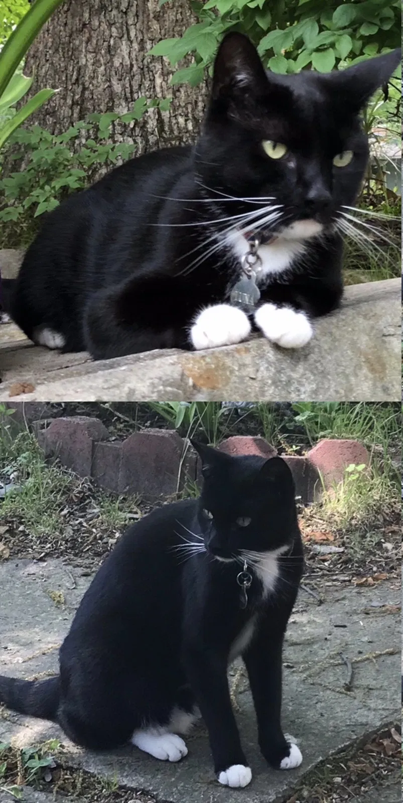 Lost cat in Silver Spring, MD, 20910