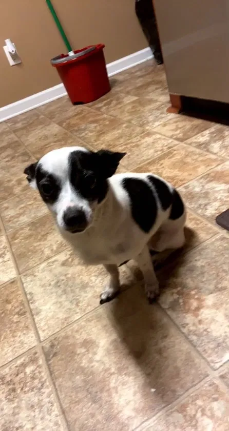 Lost dog in Savannah, GA, 31407