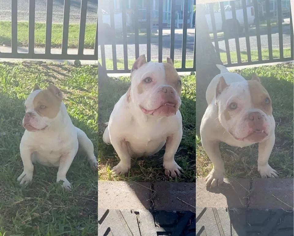 Lost dog in Corpus Christi, TX, 78405