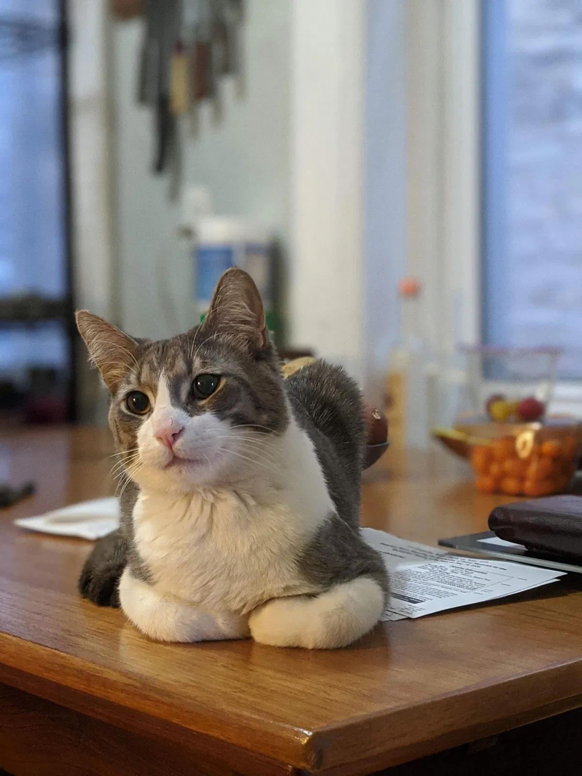 Lost cat in Hendersonville, NC, 28739