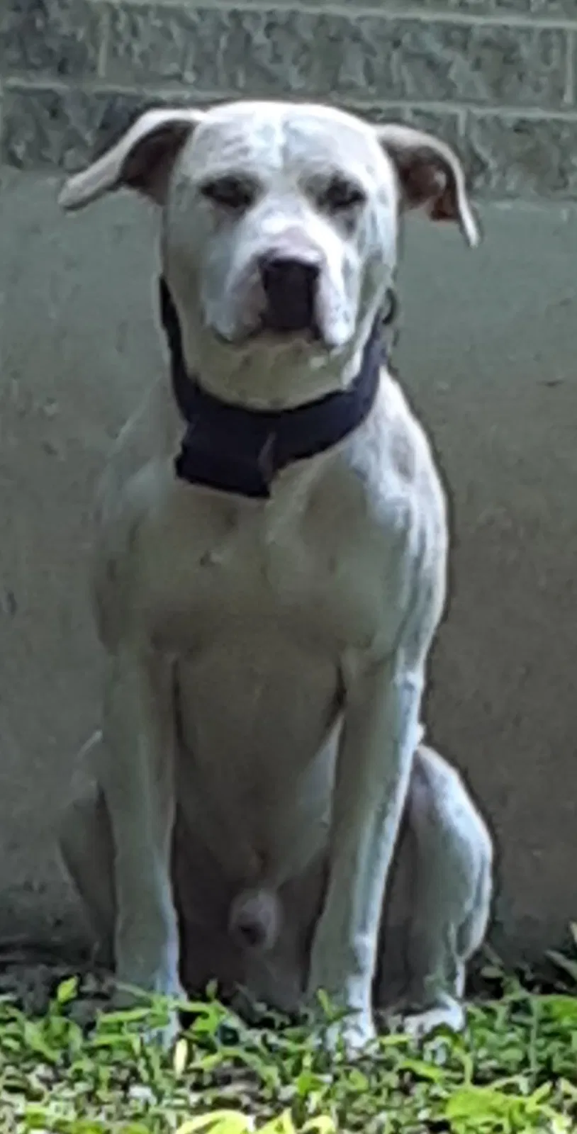 Lost dog in Palmerton, PA, 18071