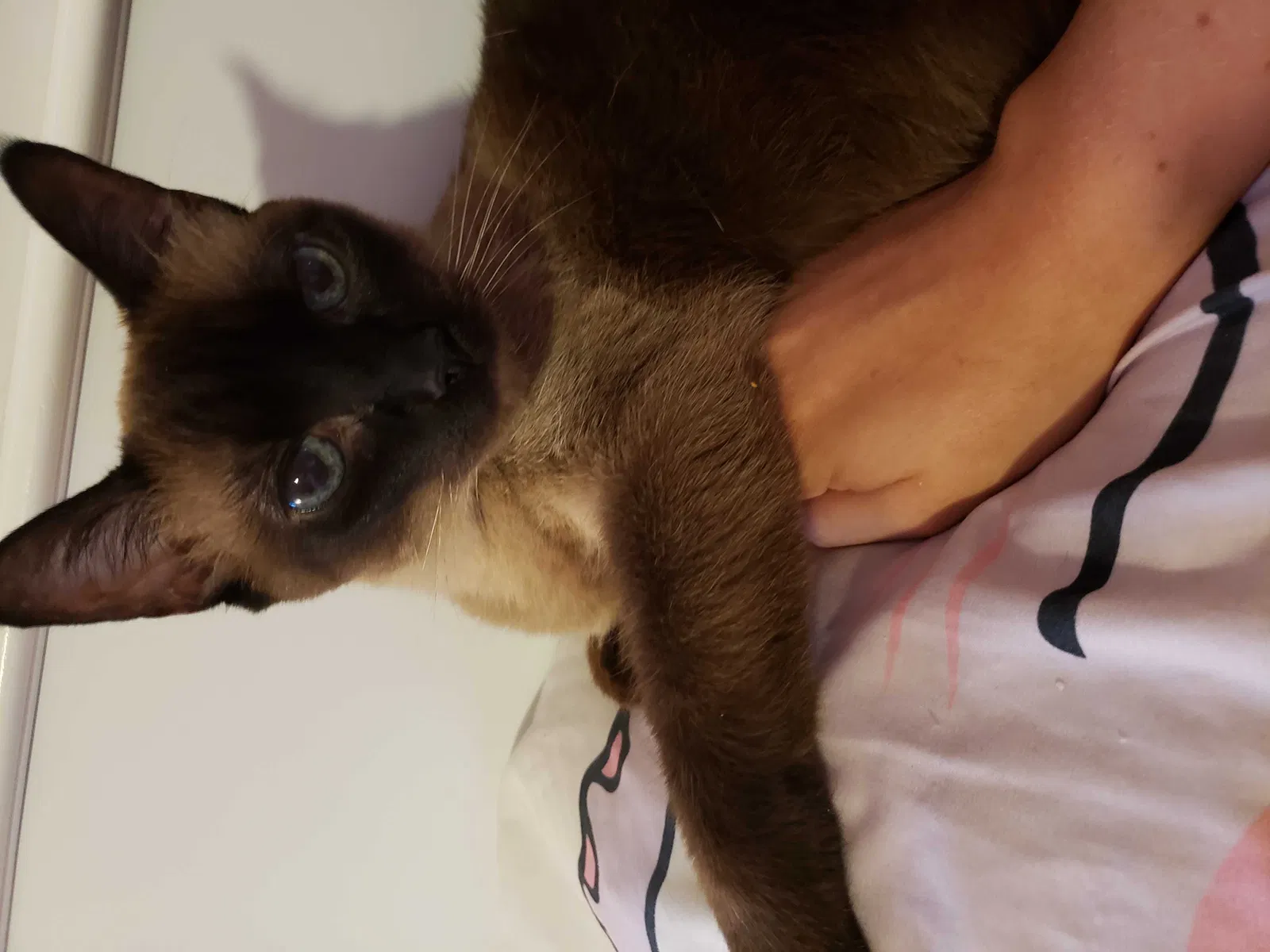 Lost cat in Raleigh, NC, 27612