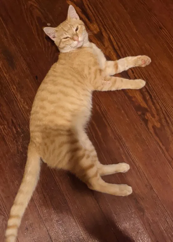 Lost cat in New Orleans, LA, 70118