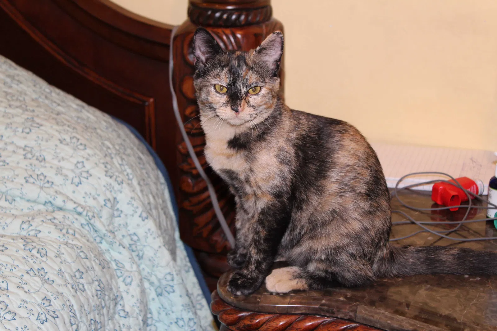Lost cat in Eagle, ID, 83616