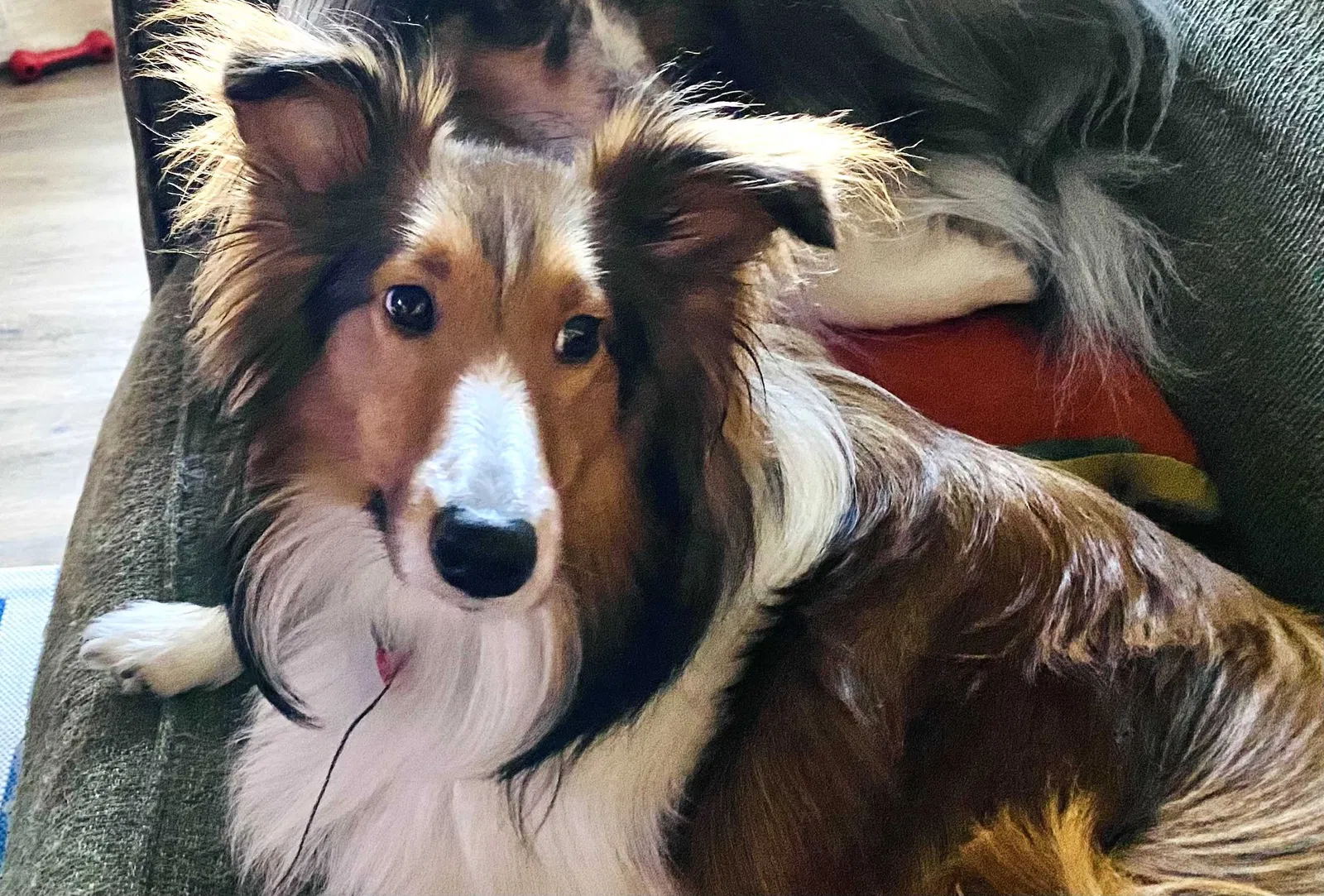Lost dog in Coralville, IA, 52241