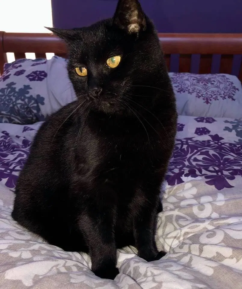 Lost cat in Johnson City, TN, 37604