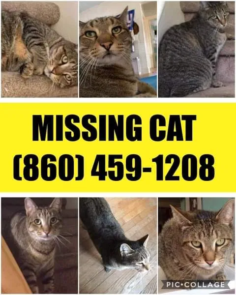 Lost cat in Torrington, CT, 6790
