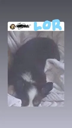 Lost dog in Lady Lake, FL, 32159