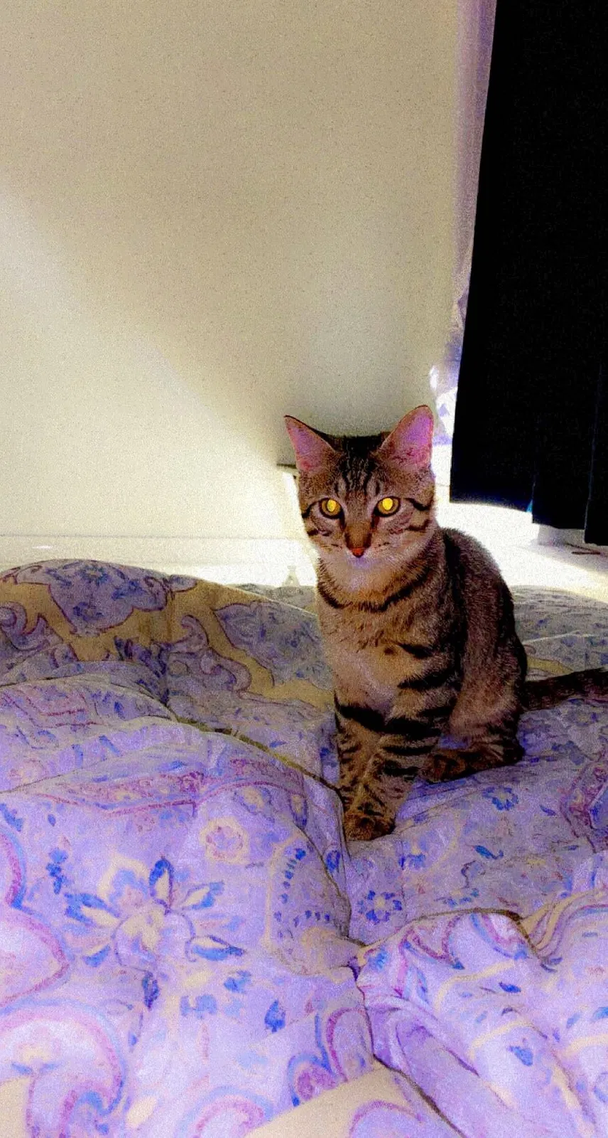 Lost cat in Dumfries, VA, 22026
