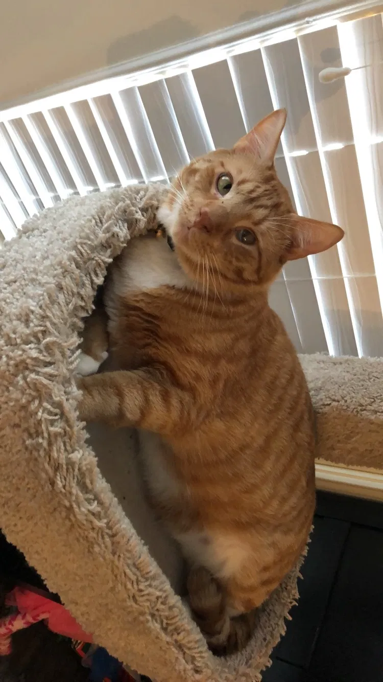 Lost cat in Duncanville, AL, 35456