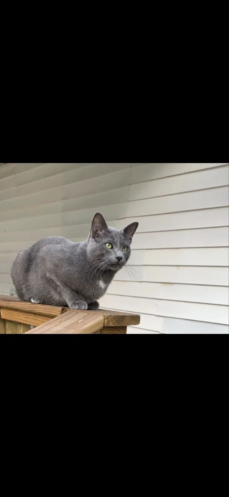 Lost cat in Lake Charles, LA, 70607