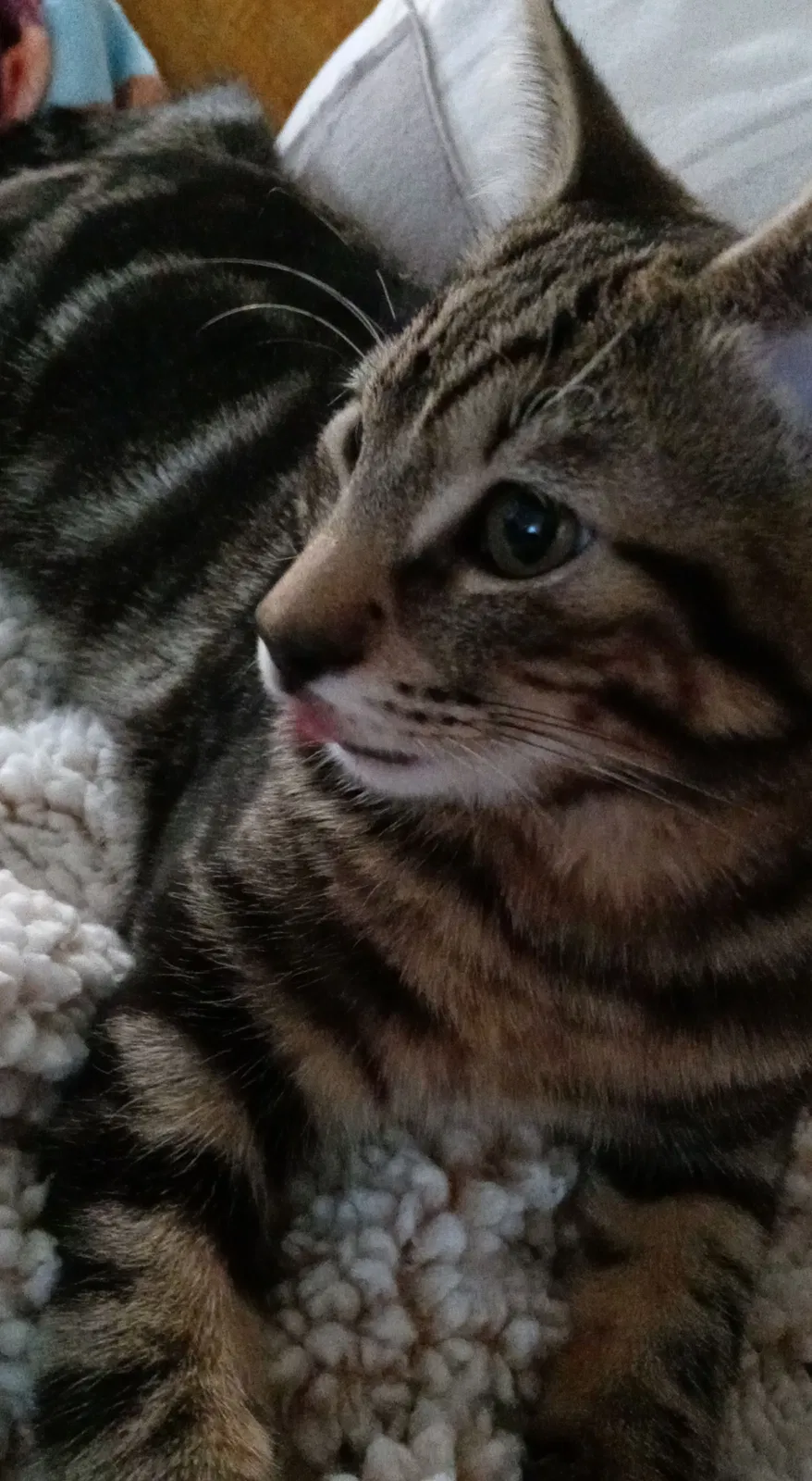 Lost cat in Albuquerque, NM, 87105