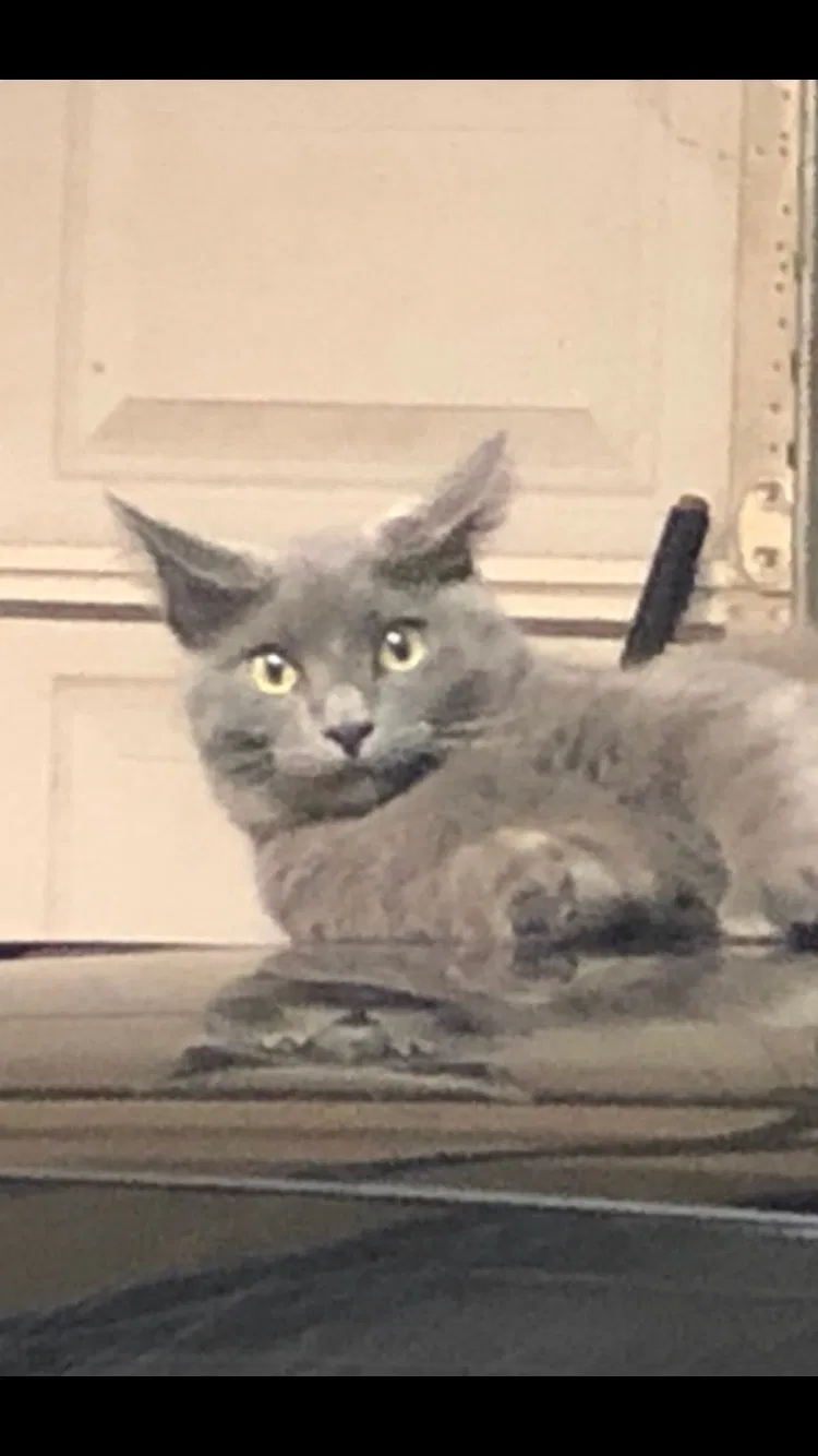 Lost cat in Lafayette, LA, 70508
