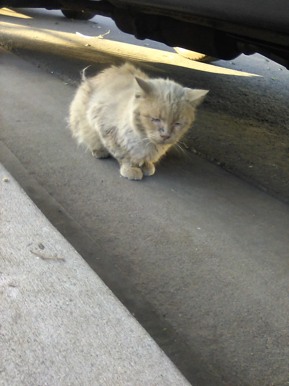 Lost cat in Gardena, CA, 90247