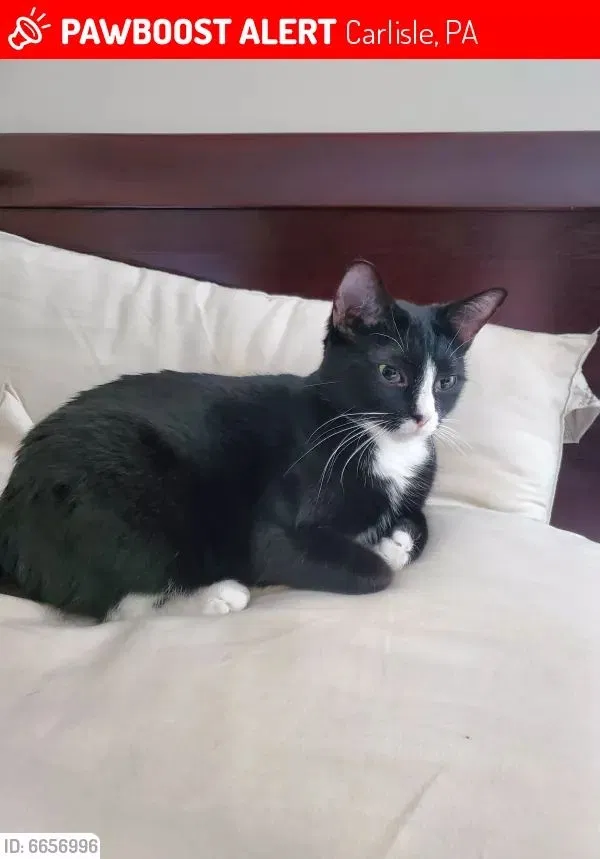 Lost cat in Carlisle, PA, 17013