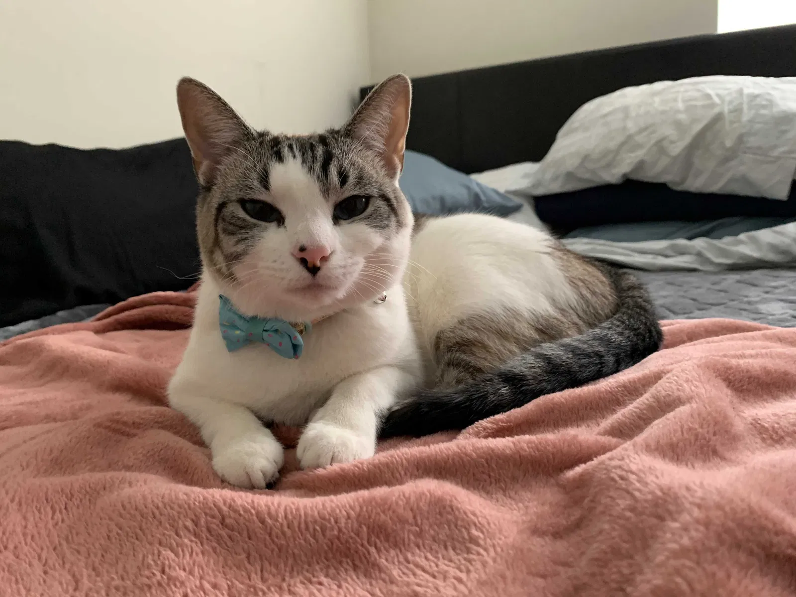 Lost cat in Feasterville Trevose, PA, 19053