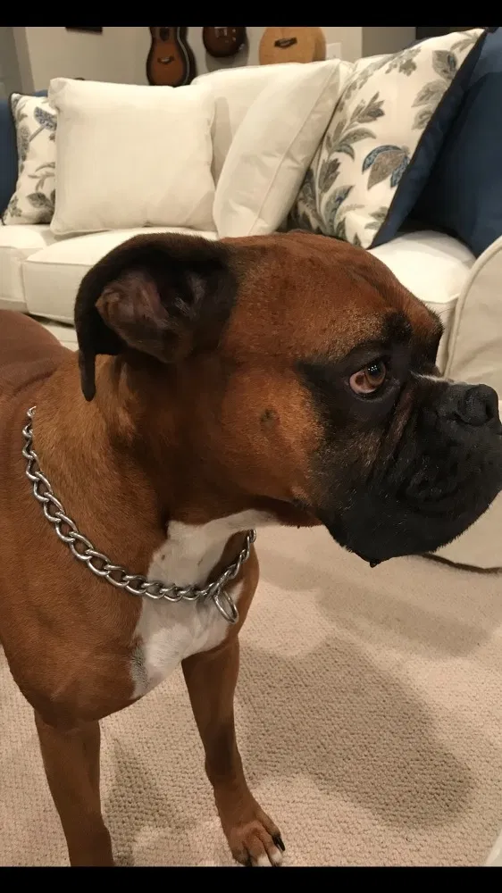 Lost dog in Semmes, AL, 36575