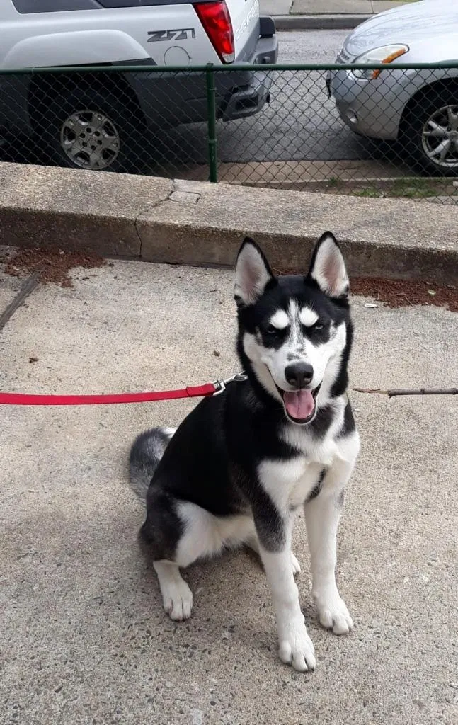 Lost dog in Baltimore, MD, 21230