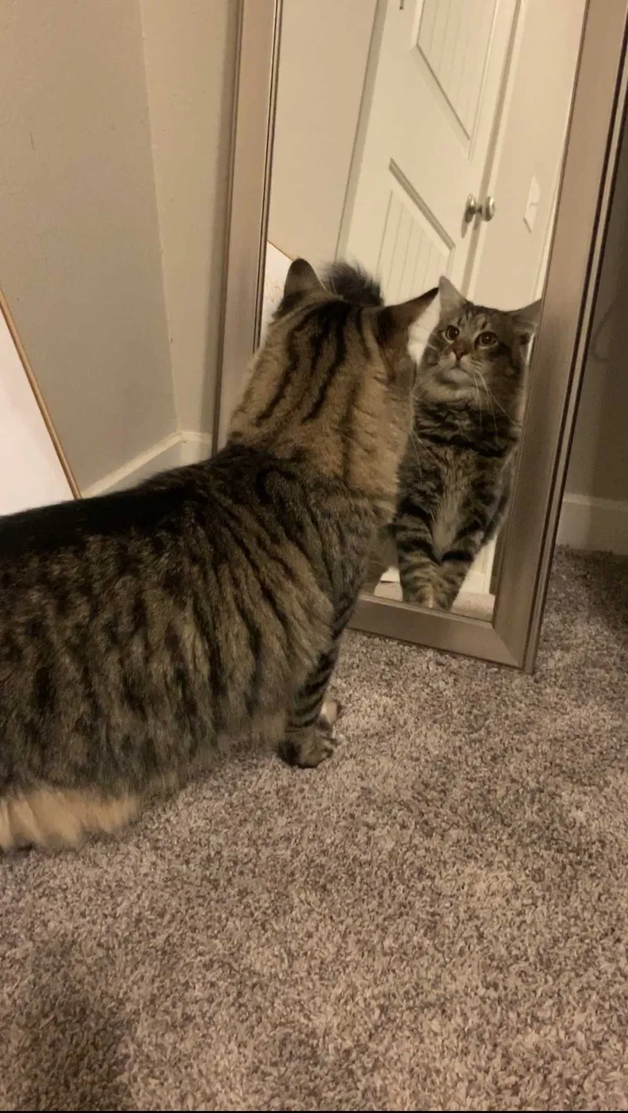 Lost cat in Wilmington, NC, 28403