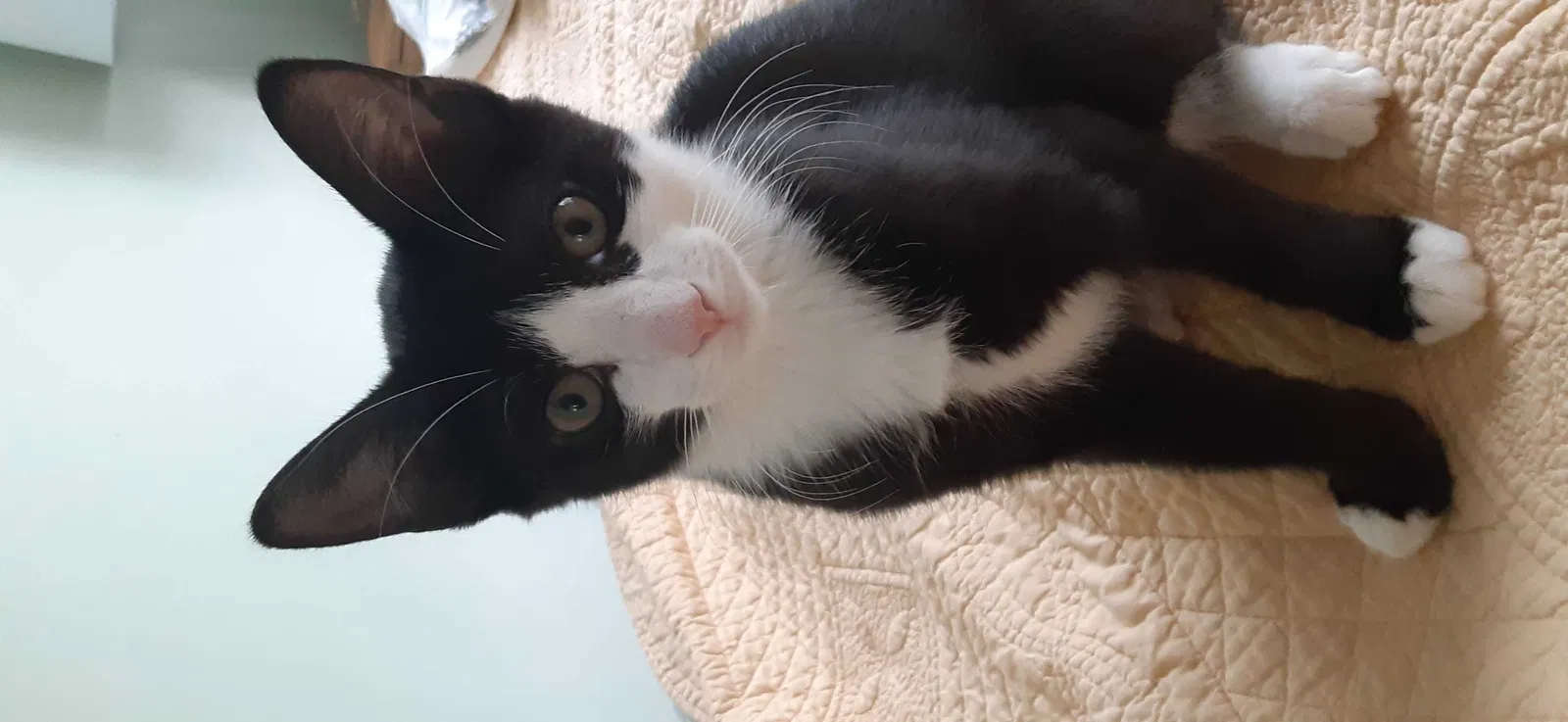Lost cat in Torrington, CT, 6790