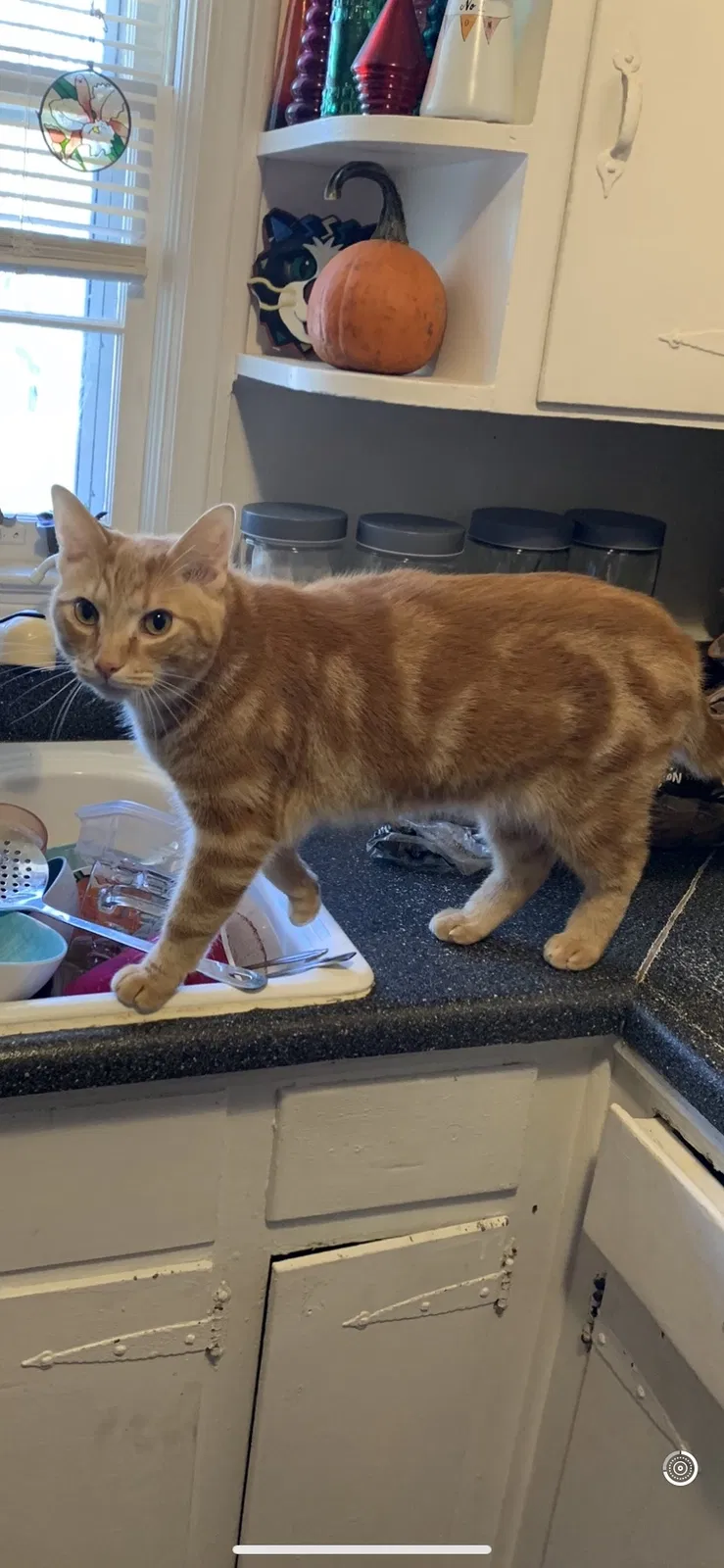 Lost cat in Atlanta, GA, 30341