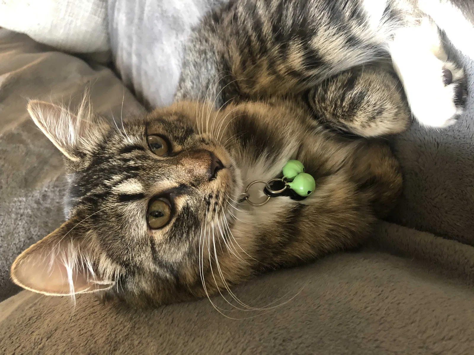 Lost cat in Olympia, WA, 98513