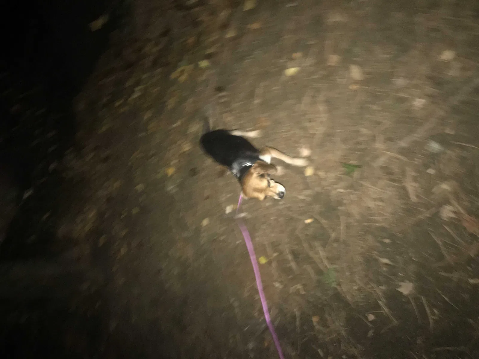 Found dog in Athens, TN, 37303