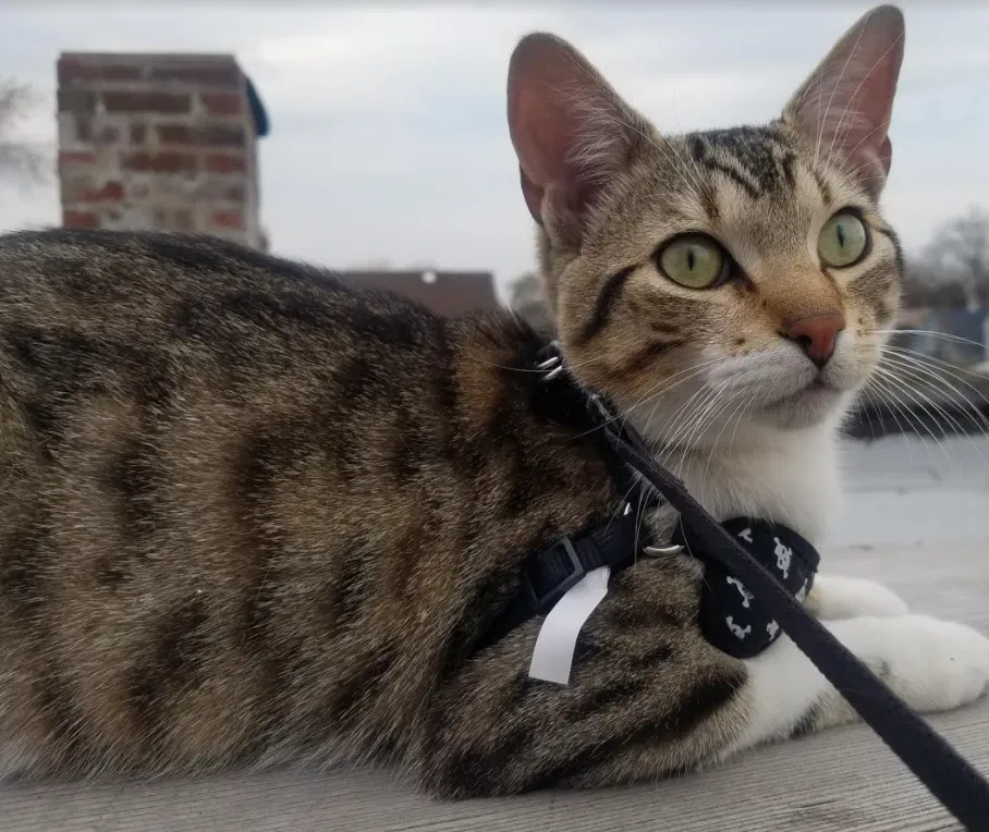 Lost cat in Chicago, IL, 60625