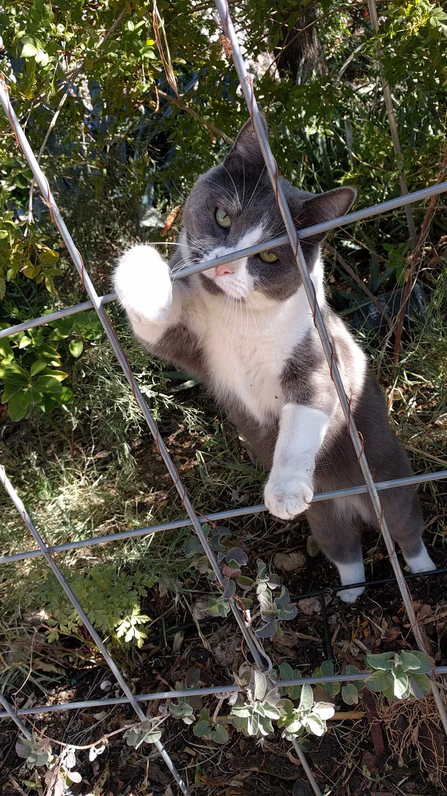 Lost cat in Tucson, AZ, 85711