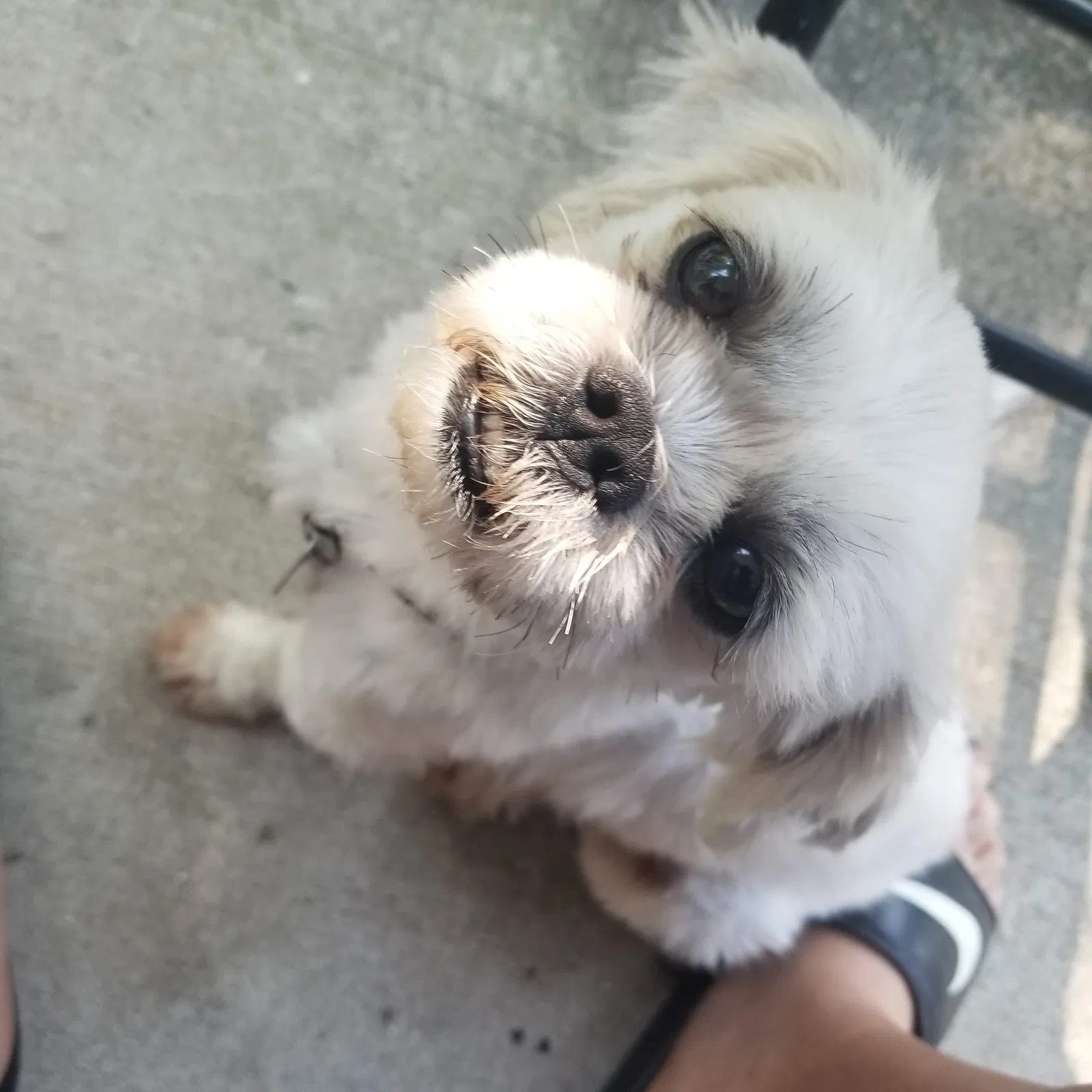 Lost dog in Hazel Crest, IL, 60429