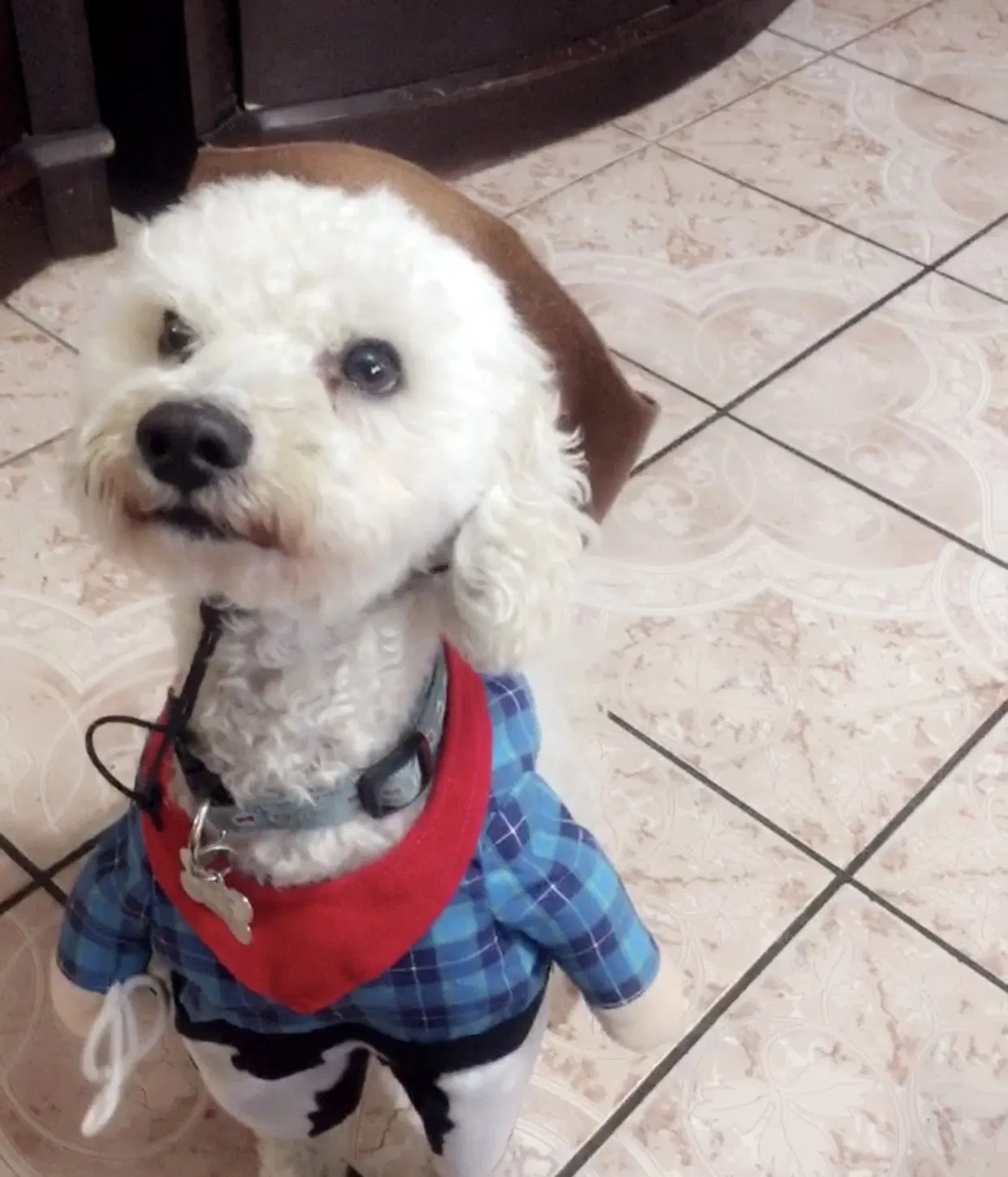 Lost dog in Huntington Park, CA, 90255