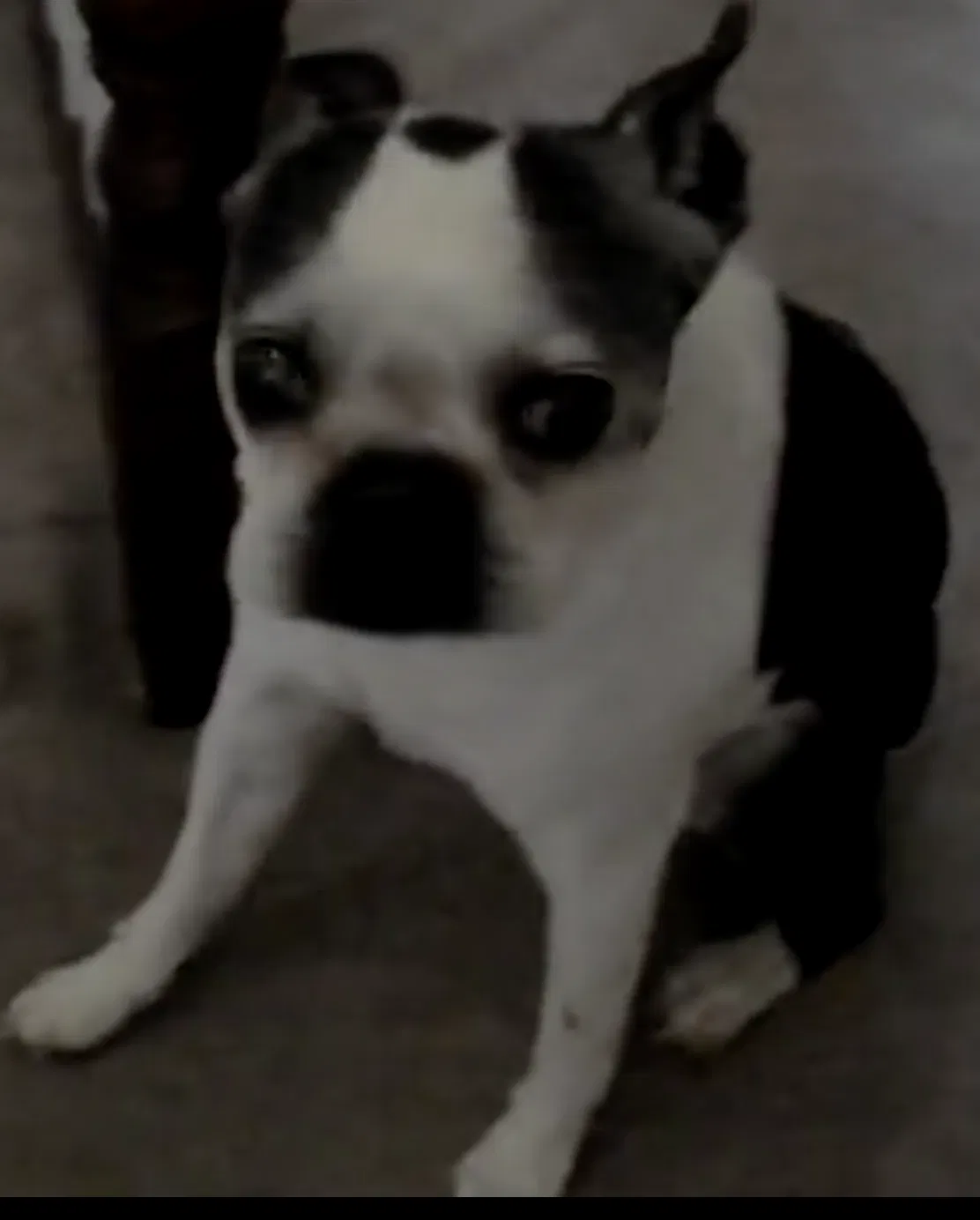 Lost dog in Levittown, PA, 19054