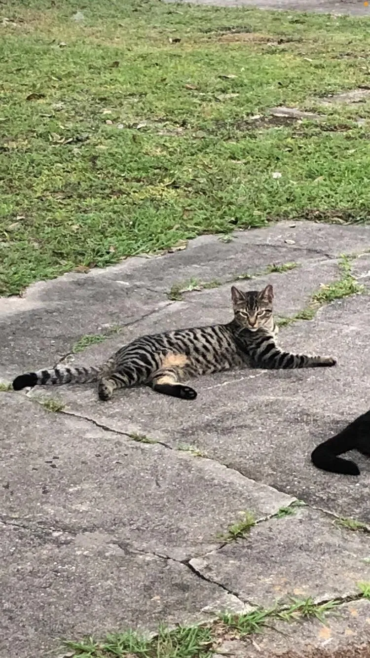 Lost cat in Lutz, FL, 33558