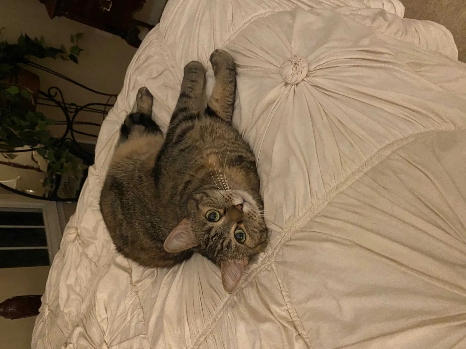 Lost cat in Mooresville, NC, 28117