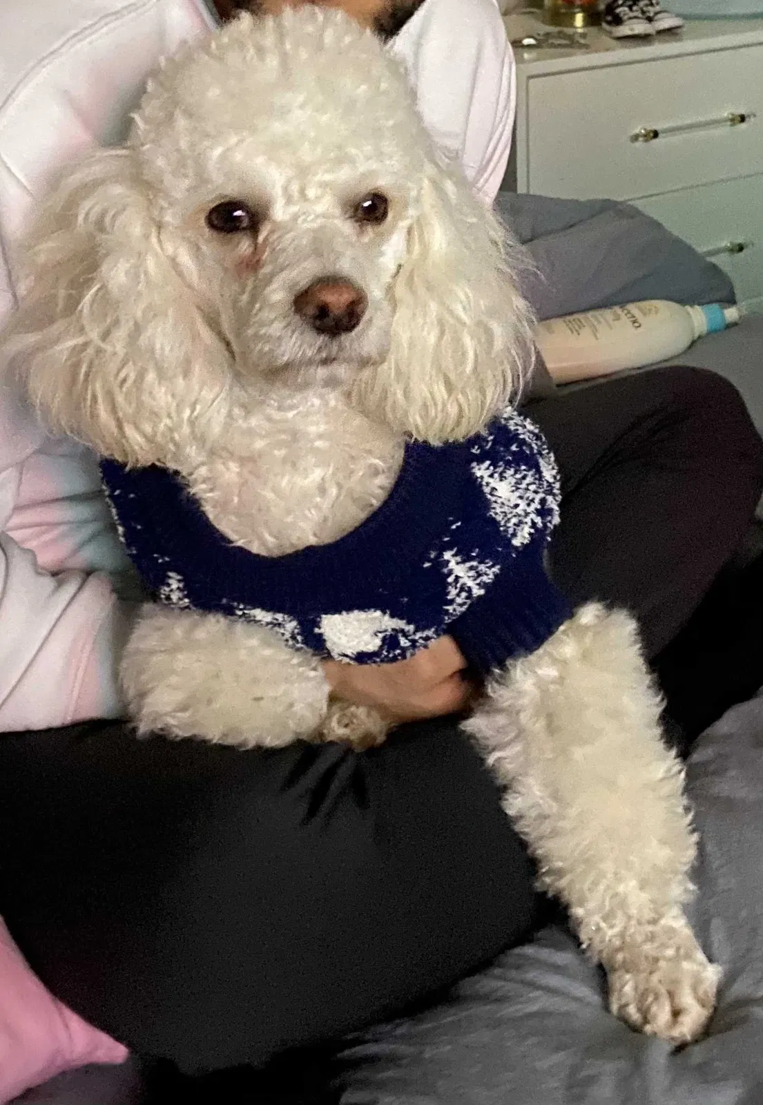 Lost dog in Moreno Valley, CA, 92555