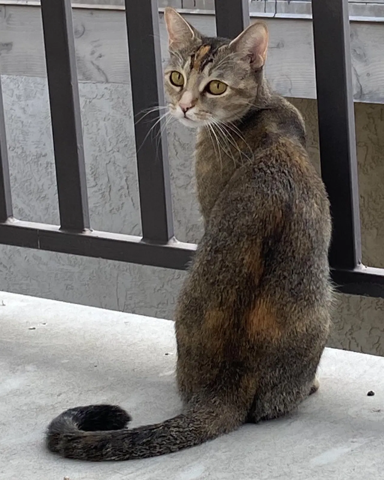 Lost cat in El Cajon, CA, 92021