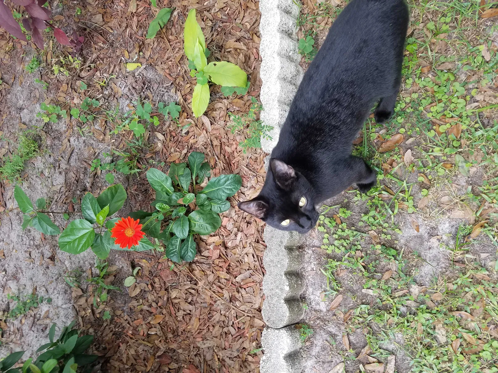 Lost cat in Lutz, FL, 33558