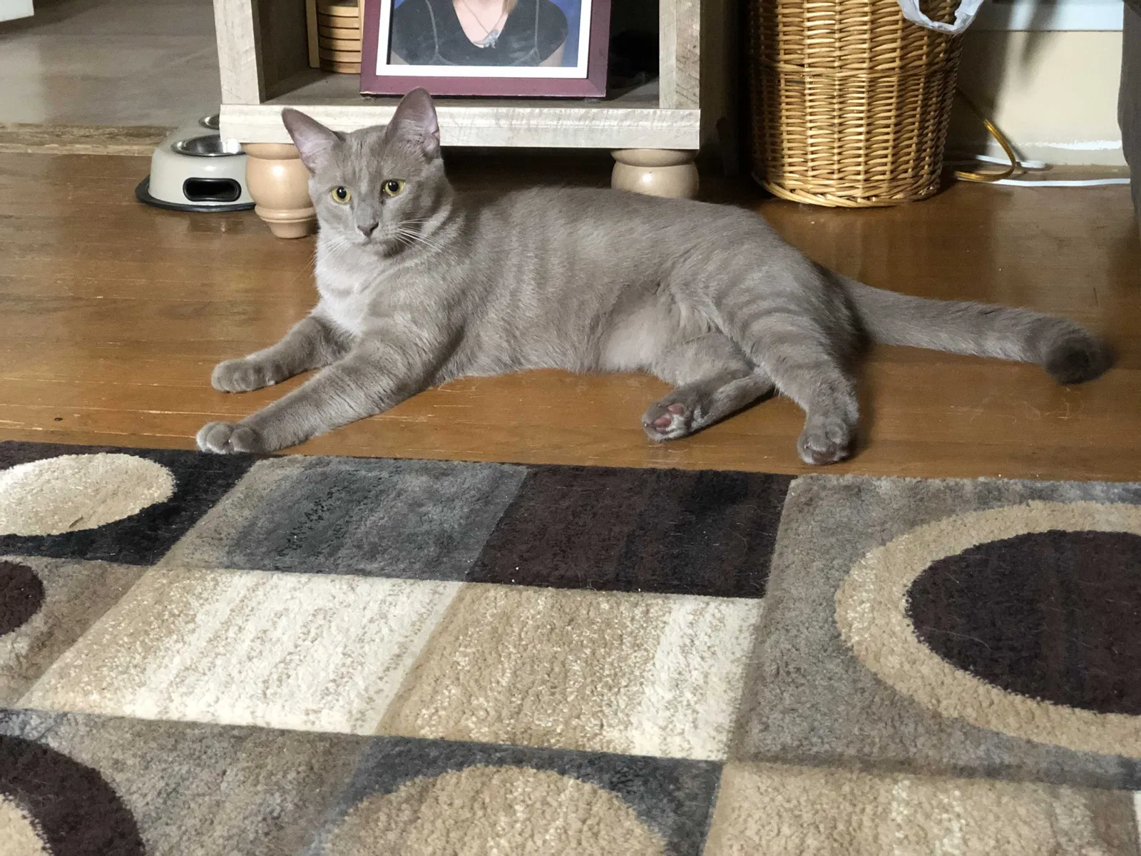 Lost cat in Pittsburgh, PA, 15239