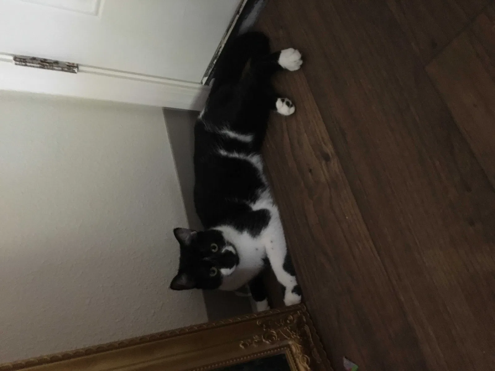 Lost cat in Portland, OR, 97224