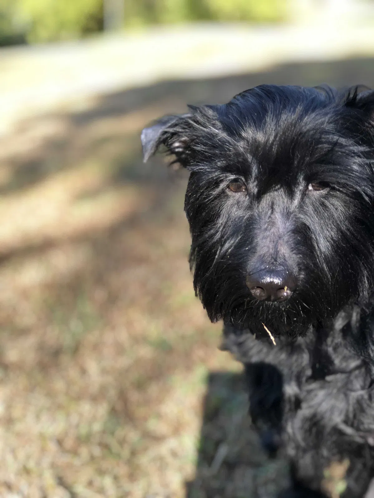 Lost dog in Heiskell, TN, 37754